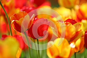 Beautiful colored red and yellow tulips on a field