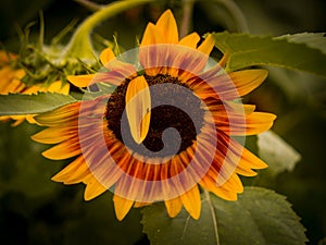 Beautiful colored Sunflower in Botanical garden in Prague.