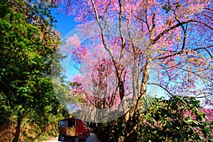 Beautiful colored trees. See mountains in the beautiful forest road.