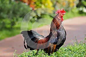 Beautiful Colorfu bantam chicken resting on a bush