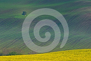 Beautiful and colorful abstract landscape, with rolling hills, green wheat fields and yellow rape fields in South Moravia, Czech