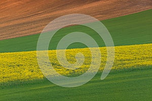 Beautiful and colorful abstract landscape, with rolling hills, green wheat fields and yellow rape fields in South Moravia, Czech