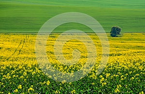 Beautiful and colorful abstract landscape, with rolling hills, green wheat fields and yellow rape fields in South Moravia, Czech