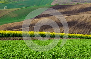 Beautiful and colorful abstract landscape, with rolling hills, green wheat fields and yellow rape fields in South Moravia, Czech