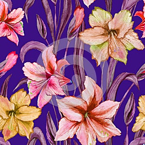 Beautiful colorful amaryllis flowers with purple leaves on blue background. Seamless spring pattern. Watercolor painting.