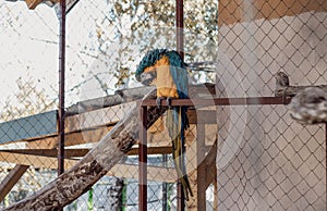 Beautiful and colorful ara parrot in a cage