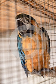 Beautiful and colorful ara parrot in a cage