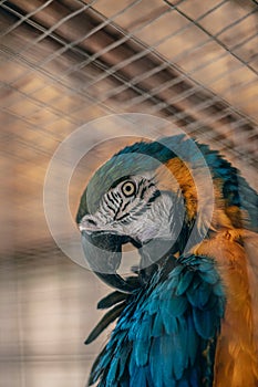 Beautiful and colorful ara parrot in a cage