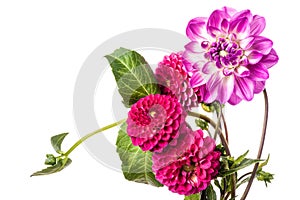 Beautiful colorful arrangement dahlia flowers isolated on white