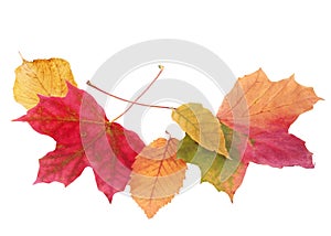 Beautiful colorful autmn or fall leaves on white