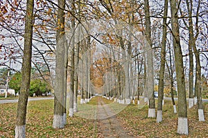 Beautiful, colorful, autumn alley. On a Sunny day.