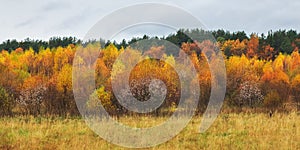 Beautiful colorful autumn forest, cloudy rainy weather.