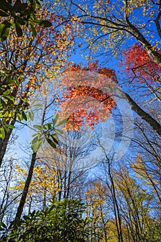 Beautiful colorful autumn forest scenery.