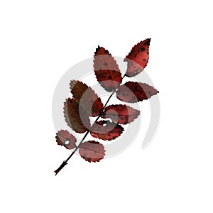 Beautiful colorful autumn leaf isolated on white background. Autumn symbol , seasonal themed concept , icon of the fall weather.