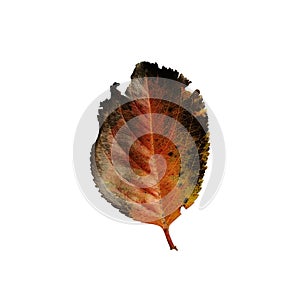 Beautiful colorful autumn leaf isolated on white background. Autumn symbol , seasonal themed concept , icon of the fall weather.