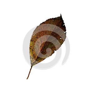 Beautiful colorful autumn leaf isolated on white background. Autumn symbol , seasonal themed concept , icon of the fall weather.