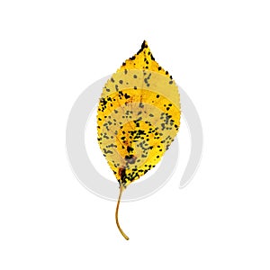 Beautiful colorful autumn leaf isolated on white background. Autumn symbol , seasonal themed concept , icon of the fall weather.