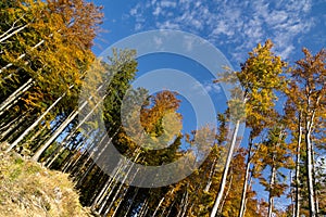 Colorful autumn leaves on the trees in nature.