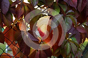 Colorful autumn leaves on the trees in nature.