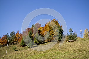 Colorful autumn leaves on the trees in nature.