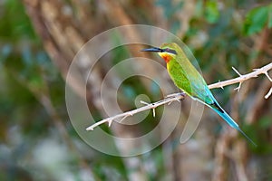 Beautiful colorful bee-eater in Udawalawe National Park, Sri Lanka. Blue-tailed bee-eater Merops philippinus. A bird living on