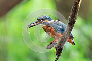 A beautiful, colorful bird, excellent fisher, kingfisher.