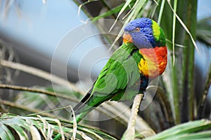 Beautiful colorful bird, Rainbow Lorikeet, Trichoglossus Moluccanus.