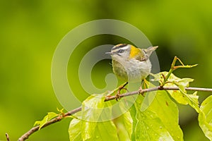 Beautiful, colorful bird singing from a branch against a green forest background. Common firecrest Regulus ignicapilla.