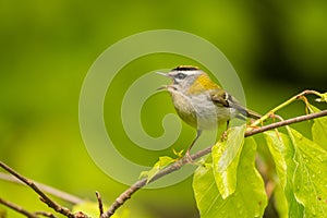 Beautiful, colorful bird singing from a branch against a green forest background. Common firecrest Regulus ignicapilla.