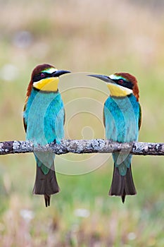 Beautiful colorful birds on a branch