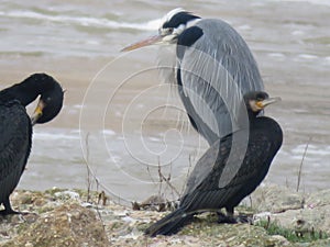 Beautiful Colorful birds great swimmers and fishers on the river photo