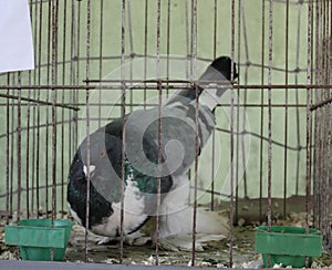 Colorful pigeon in a cage