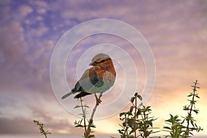 Beautiful colorful Birds in the Tsavo East, Tsavo West and Amboseli National Park in Kenya