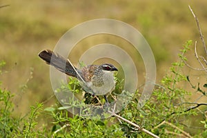 Beautiful colorful Birds in the Tsavo East, Tsavo West and Amboseli National Park in Kenya