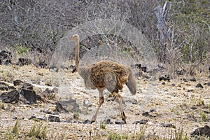 Beautiful colorful Birds in the Tsavo East, Tsavo West and Amboseli National Park in Kenya