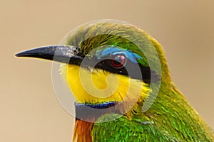 Beautiful colorful Birds in the Tsavo East, Tsavo West and Amboseli National Park in Kenya