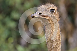 Beautiful colorful Birds in the Tsavo East, Tsavo West and Amboseli National Park in Kenya