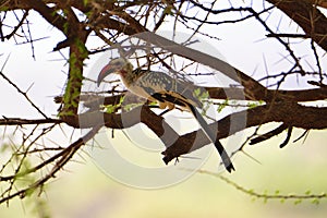 Beautiful colorful Birds in the Tsavo East, Tsavo West and Amboseli National Park in Kenya