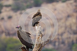 Beautiful colorful Birds in the Tsavo East, Tsavo West and Amboseli National Park in Kenya