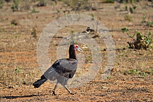 Beautiful colorful Birds in the Tsavo East, Tsavo West and Amboseli National Park in Kenya