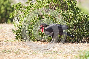 Beautiful colorful Birds in the Tsavo East, Tsavo West and Amboseli National Park in Kenya