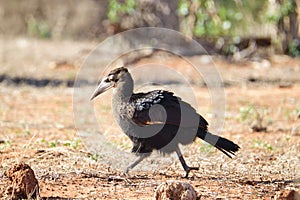 Beautiful colorful Birds in the Tsavo East, Tsavo West and Amboseli National Park in Kenya