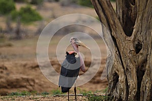 Beautiful colorful Birds in the Tsavo East, Tsavo West and Amboseli National Park in Kenya