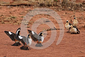Beautiful colorful Birds in the Tsavo East, Tsavo West and Amboseli National Park in Kenya