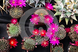 Beautiful colorful blooming cactus flower plants, flat lay