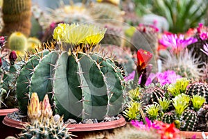 Beautiful colorful blooming cactus flower plants, greenhouse