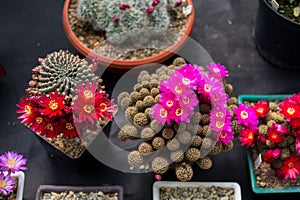 Beautiful colorful blooming cactus flower plants, greenhouse
