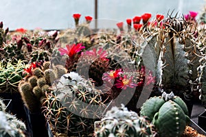 Beautiful colorful blooming cactus flower plants, greenhouse