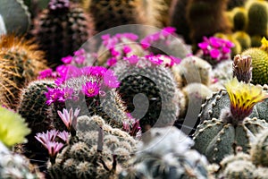 Beautiful colorful blooming cactus flower plants, greenhouse