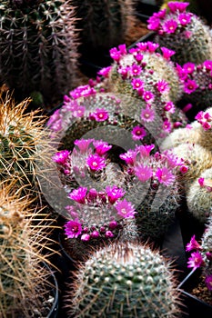 Beautiful colorful blooming cactus flower plants, greenhouse